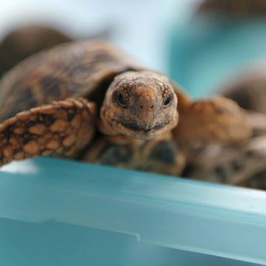 Indische Sternschildkröte