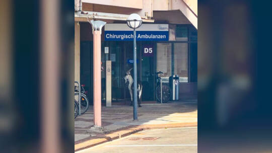 Ausgebüxter Ziegenbock an der Uni-Klinik Freiburg