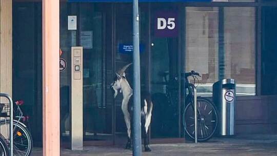 Ausgebüxter Ziegenbock an der Uni-Klinik Freiburg