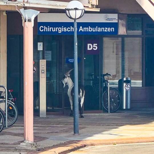 Ausgebüxter Ziegenbock an der Uni-Klinik Freiburg