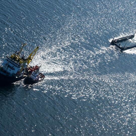 Weitere Entwicklung zum Buckelwal in der Ostsee