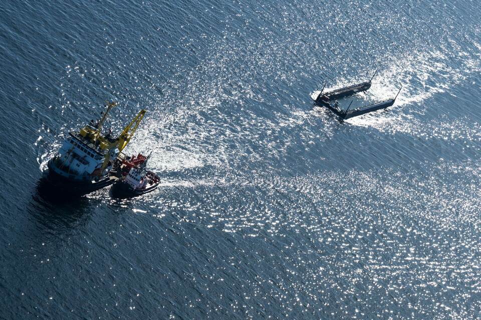 Weitere Entwicklung zum Buckelwal in der Ostsee