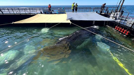 Weitere Entwicklung zum Buckelwal in der Ostsee
