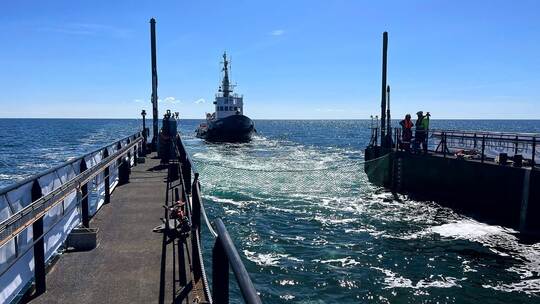 Weitere Entwicklung zum Buckelwal in der Ostsee