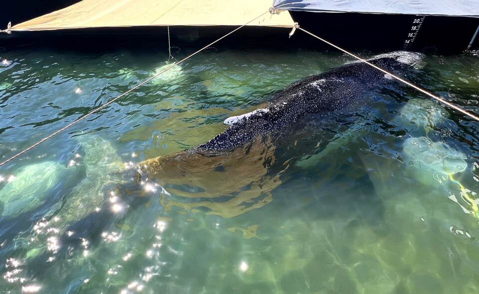 Weitere Entwicklung zum Buckelwal in der Ostsee