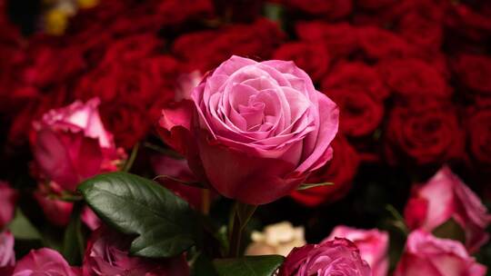 Blumen zum Valentinstag Blumen zum Valentinstag