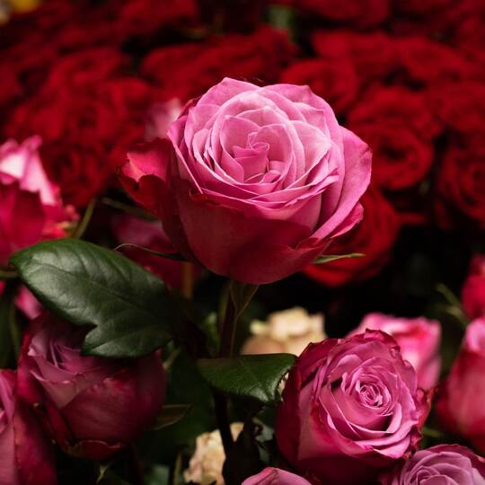 Blumen zum Valentinstag