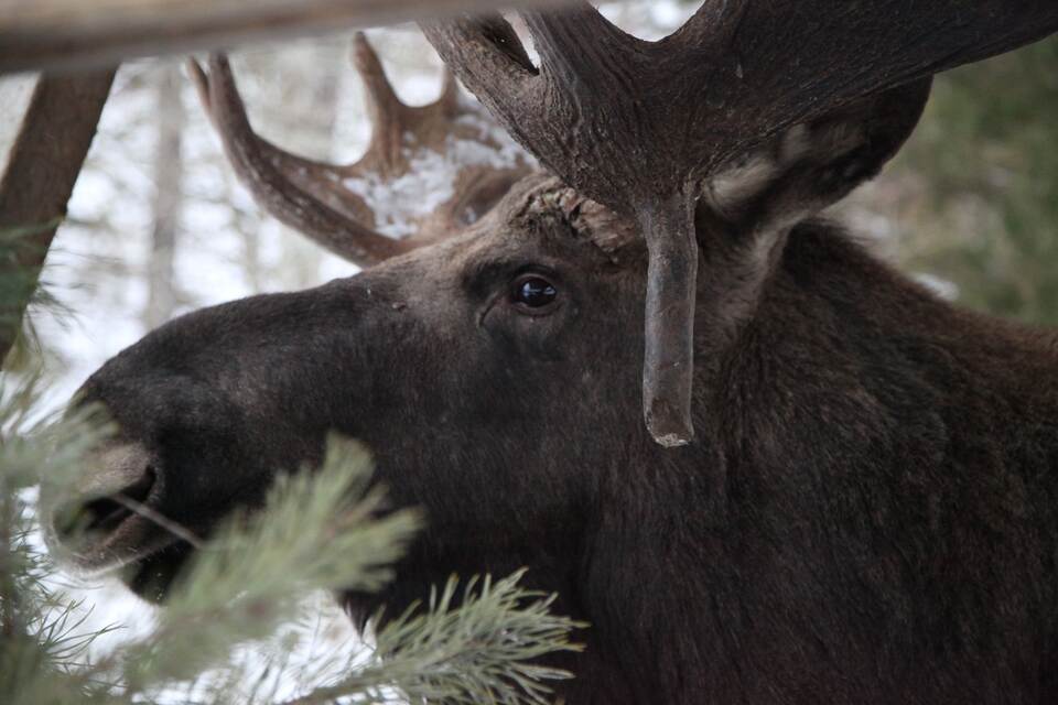 Die große Elchwanderung in Schweden