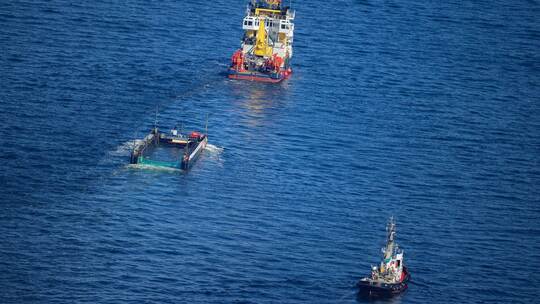 Weitere Entwicklung zum Buckelwal in der Ostsee
