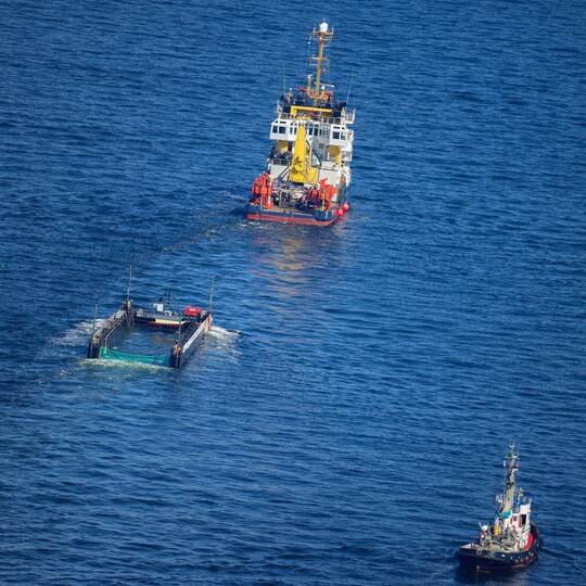 Weitere Entwicklung zum Buckelwal in der Ostsee