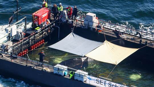 Weitere Entwicklung zum Buckelwal in der Ostsee