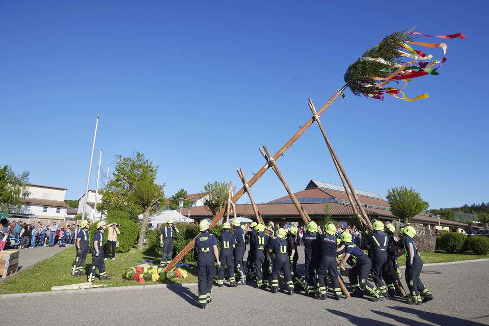 Die Freiwillige Feuerwehr stellt den Maibaum bei der Steighalle in Öschelbronn auf.