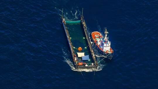 Weitere Entwicklung zum Buckelwal auf dem Weg aus der Ostsee
