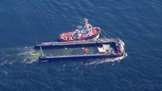 Weitere Entwicklung zum Buckelwal auf dem Weg aus der Ostsee