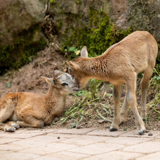 Wildpark Tierbabies