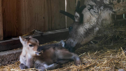 Wildpark Tierbabies