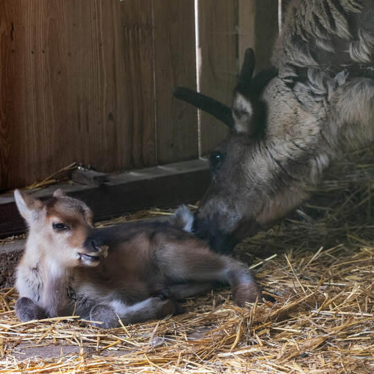 Wildpark Tierbabies