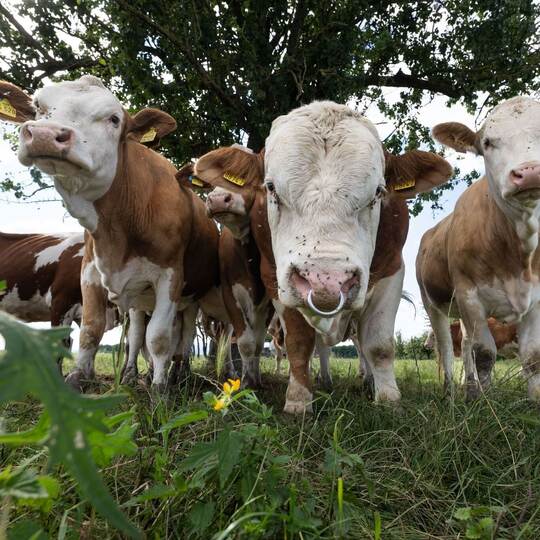 Rinder auf der Weide