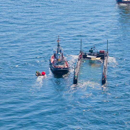 Buckelwal auf dem Weg aus der Ostsee