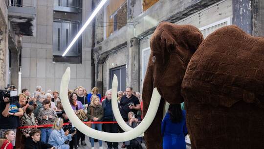 Gehäkeltes Mammut - Rekord