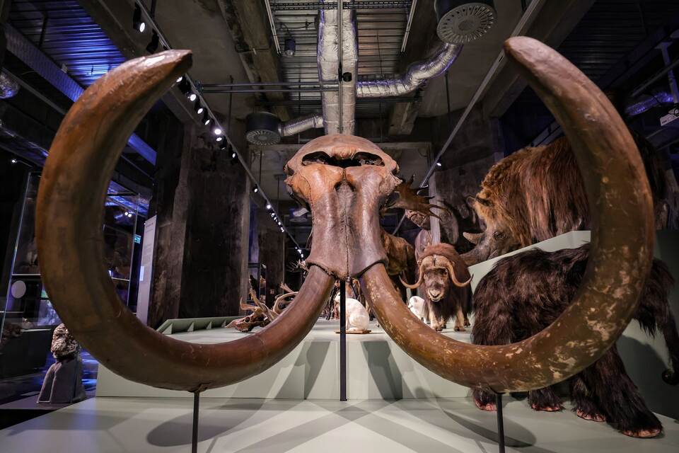 Ausstellung "Überleben in der Eiszeit" im Ruhr Museum Essen