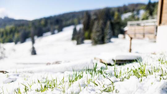 Eisheilige bringen Schnee in den Schwarzwald