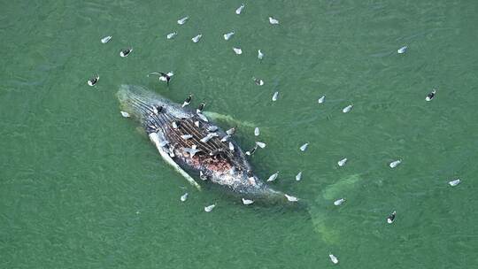 Toter Wal vor dänischer Insel Anholt entdeckt
