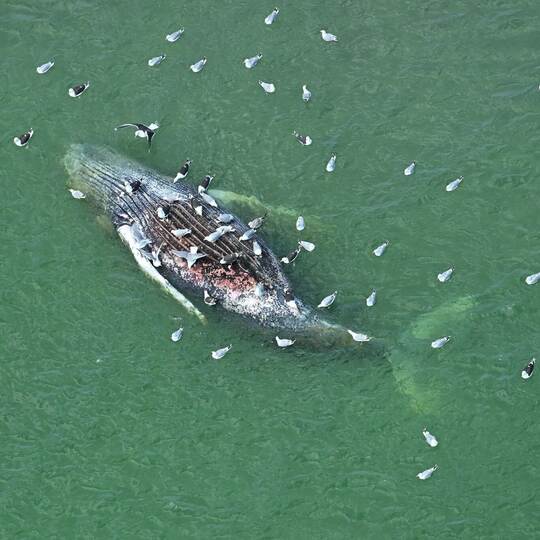 Toter Wal vor dänischer Insel Anholt entdeckt