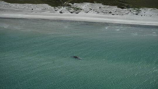Toter Wal vor dänischer Insel Anholt entdeckt