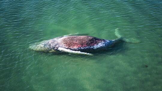 Toter Wal vor dänischer Insel Anholt entdeckt