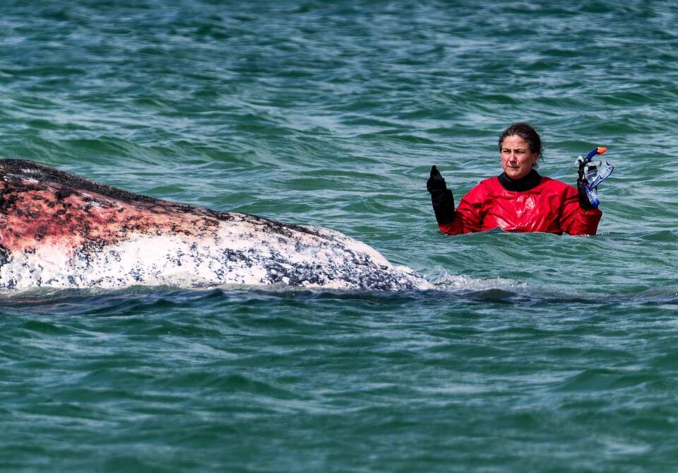 Toter Wal vor dänischer Insel Anholt entdeckt