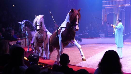Circus Roncalli - Pferde Circus Roncalli - Pferde