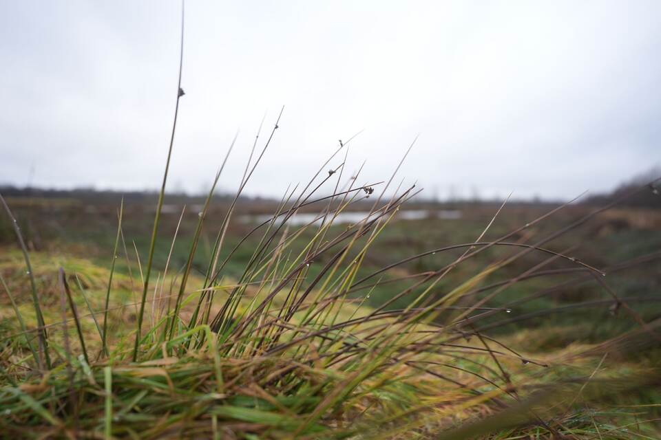 Vernässungsprojekt Grotmoor Vernässungsprojekt Grotmoor