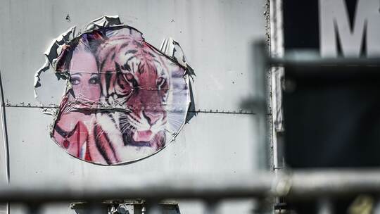 Ausgebrochener Tiger - Tag danach Ausgebrochener Tiger - Tag danach