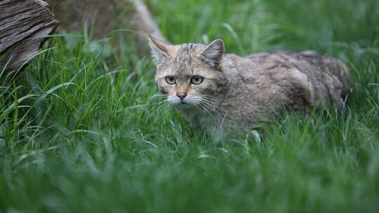 Wildkatze Wildkatze