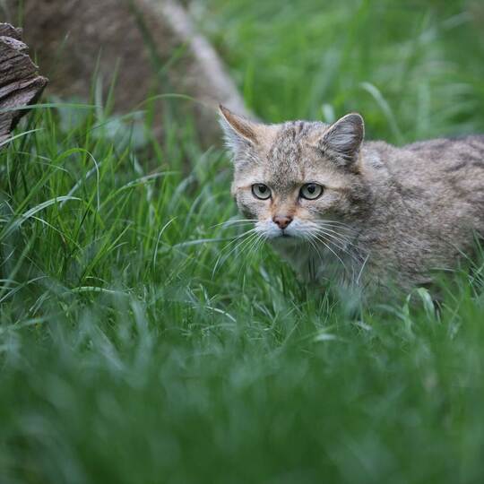 Wildkatze