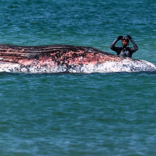 Toter Wal vor dänischer Insel Anholt entdeckt