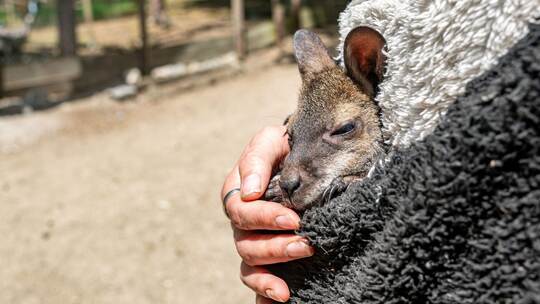 Tierpark-Chefin zieht Känguru-Baby im Pulli auf
