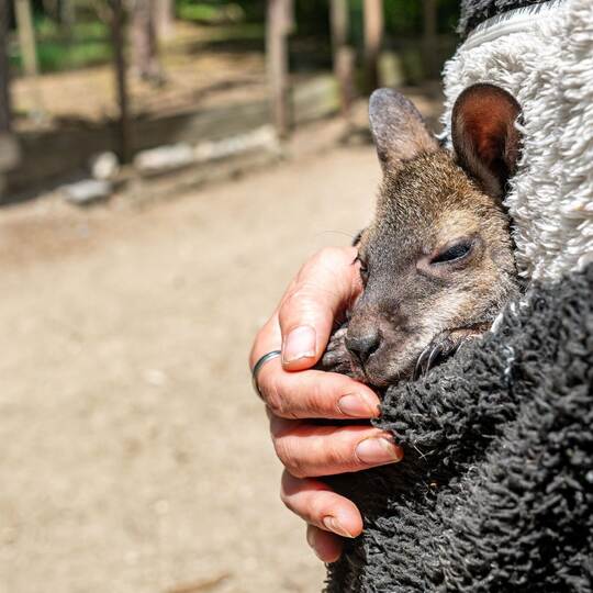 Tierpark-Chefin zieht Känguru-Baby im Pulli auf