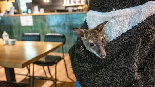 Tierpark-Chefin zieht Känguru-Baby im Pulli auf
