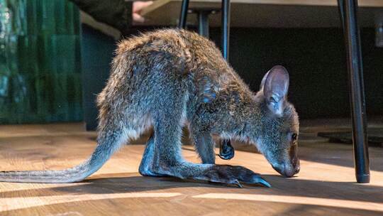 Tierpark-Chefin zieht Känguru-Baby im Pulli auf