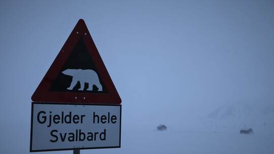 Eisbär auf Spitzbergen erschossen