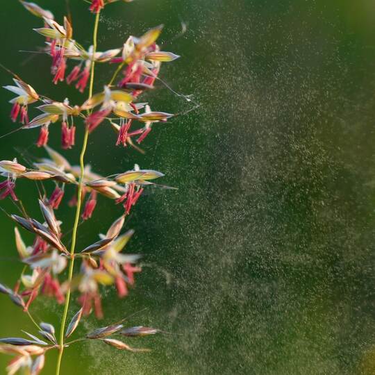 Gräserpollen