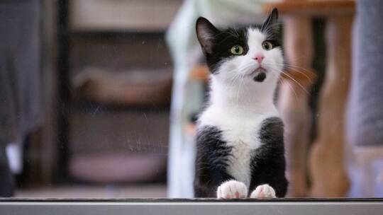 Katze