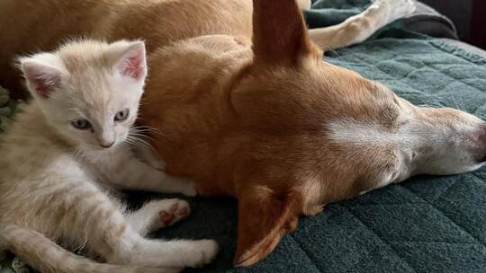 Ein Leben wie Hund und Katz: Der Hund von Almut Büchert scheint die kleinen Katzen voll akzeptiert zu haben. Büchert