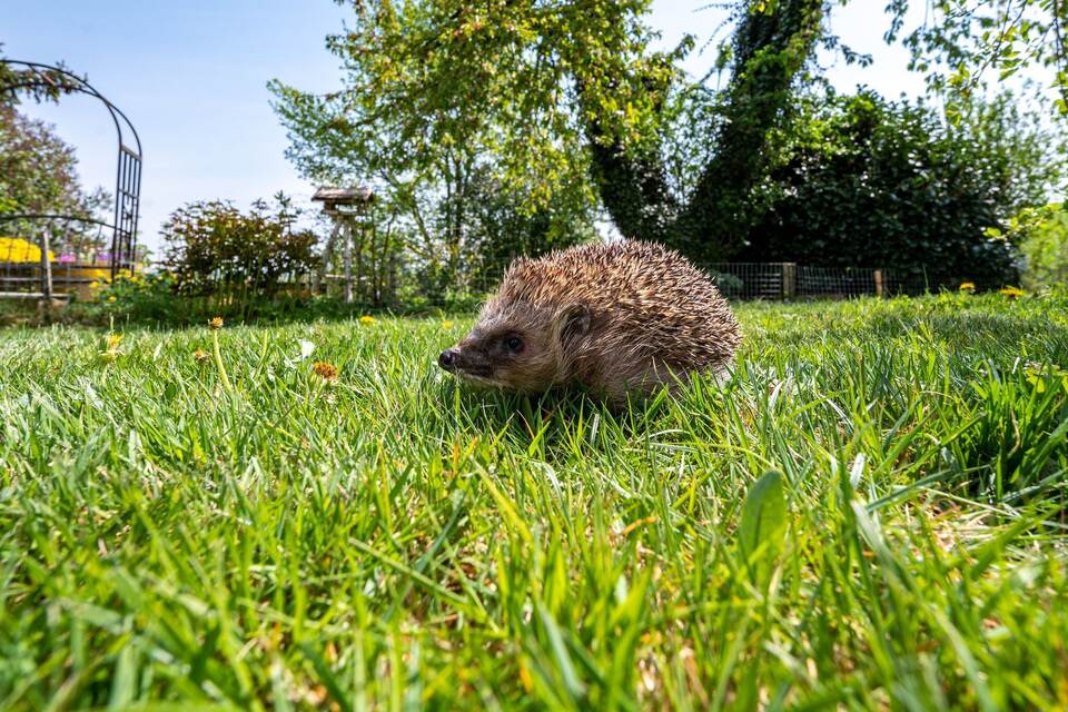 Ein Igel läuft in einem Garten durchs Gras Ein Igel läuft in einem Garten durchs Gras
