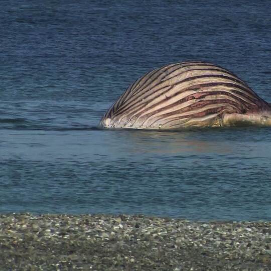 Toter Wal vor dänischer Insel Anholt