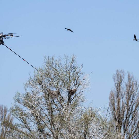 Drohne besprüht Kormoran-Eier am Bodensee
