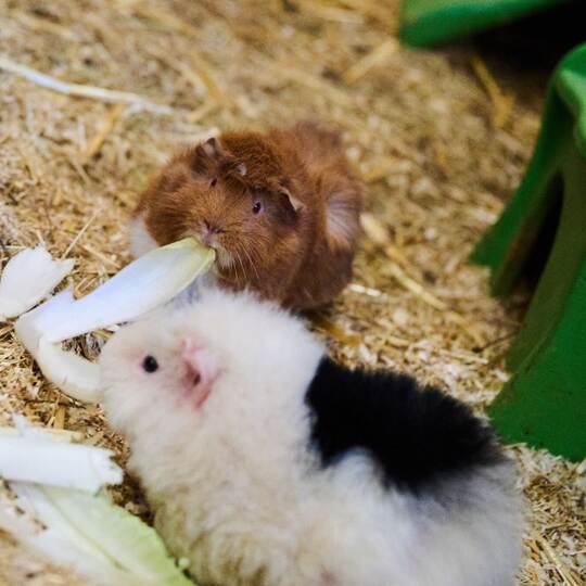 Polizei vermutet Mensch hinter getöteten Meerschweinchen