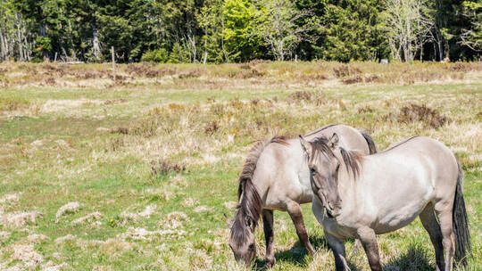 Seit Anfang Mai grasen die Koniks wieder auf den Grinden im Nationalpark Schwarzwald. Foto: Daniel Müller